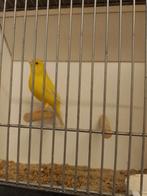 Gele kanarieman 2025, Dieren en Toebehoren, Vogels | Kanaries, Mannelijk, Kleurkanarie