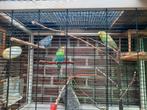 Mooie grasparkieten, Dieren en Toebehoren, Vrouwelijk, Parkiet