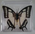 Te koop opgezette vlinder, Dieren en Toebehoren, Insecten en Spinnen, Vlinders of Rupsen