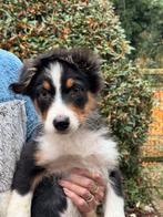 Bijzonder knappe Australian Shepherd reu., Nederland, Reu, CDV (hondenziekte), 8 tot 15 weken