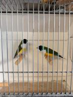 Koppel zk wb, Dieren en Toebehoren, Vogels | Overige Vogels, Meerdere dieren