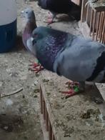 Postduiven, Dieren en Toebehoren, Vogels | Duiven, Mannelijk, Postduif