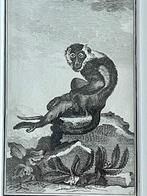 OUD 1770 Mangabey met witte kraag aap., Antiek en Kunst, Kunst | Etsen en Gravures, Ophalen of Verzenden