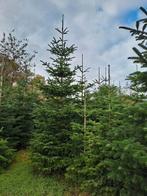 kerstbomen, Tuin en Terras, Planten | Bomen, Overige soorten, Minder dan 100 cm, Zomer, Ophalen