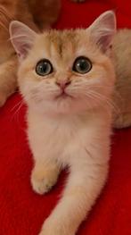 Te koop: Britse Korthaar kitten (NY11),stamboom  ouders, Poes, Met stamboom, 0 tot 2 jaar
