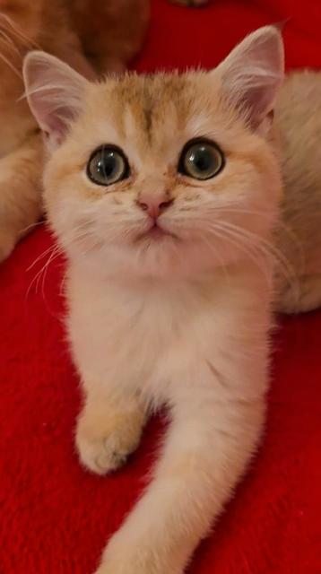 Te koop: Britse Korthaar kitten (NY11),stamboom  ouders beschikbaar voor biedingen
