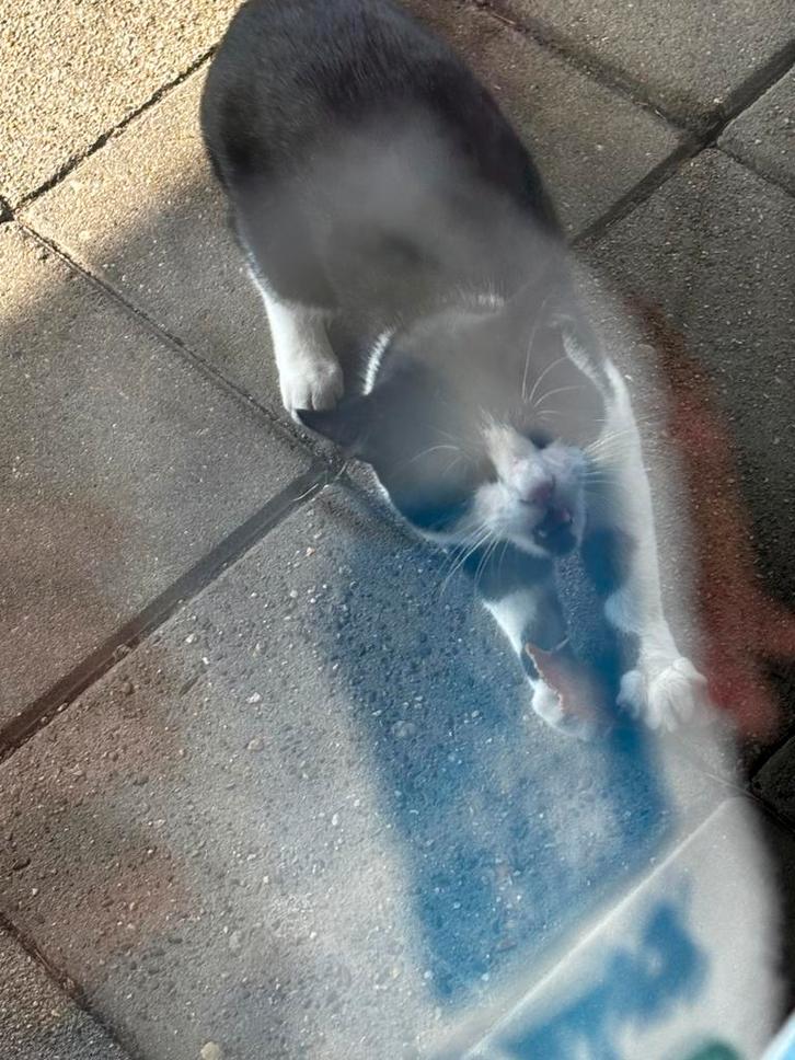 Kater, gratis mits hij gecastreerd word., Dieren en Toebehoren, Katten en Kittens | Overige Katten, Kater