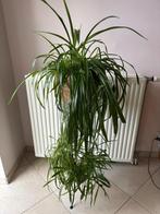 Helemaal groene Chlorophytum, graslelie kamerplant in pot, Ophalen, In pot, Halfschaduw, 100 tot 150 cm
