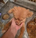 Lady zoekt baasje, Particulier, Buitenland, Teef, Parvo