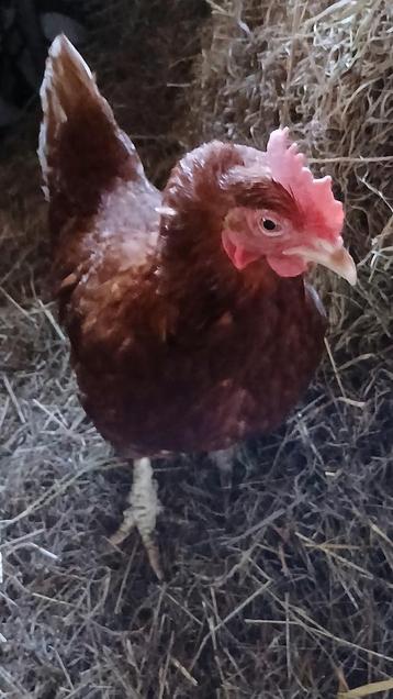 Leuke hennen (kippen ) beschikbaar voor biedingen