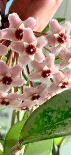 Hoya Silver Moon (AH074) 🌱 ✂️, Bloeiende kamerplant, Ophalen of Verzenden, Halfschaduw, Minder dan 100 cm