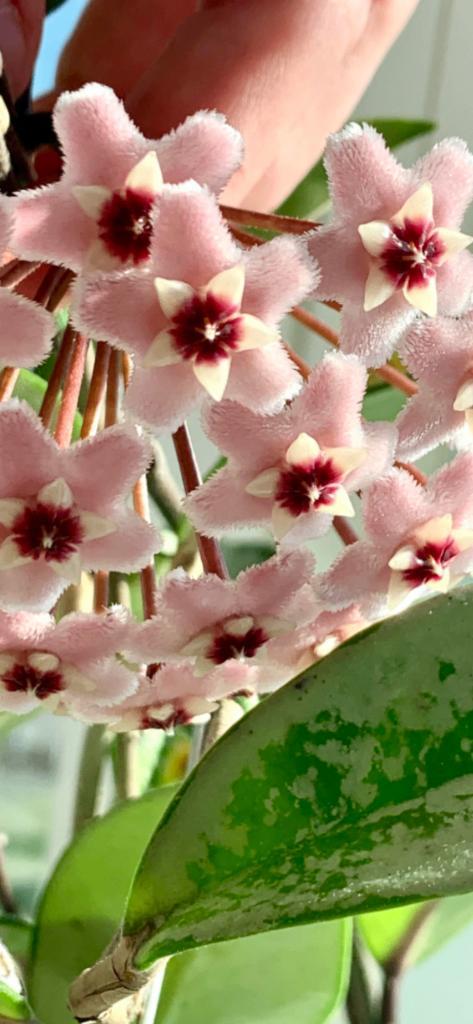 Hoya Silver Moon (AH074) 🌱 ✂️, Huis en Inrichting, Kamerplanten, Minder dan 100 cm, Bloeiende kamerplant, Halfschaduw, Ophalen of Verzenden