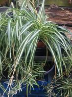 Chlorophytum 7x graslelie., Huis en Inrichting, Kamerplanten, Overige soorten, Minder dan 100 cm, Bloeiende kamerplant, Halfschaduw