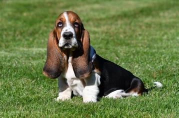 Basset Hound pups te koop beschikbaar voor biedingen