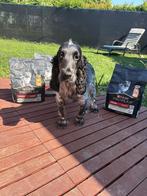 Engelse Cocker Spaniël tricolor (5 maanden), Dieren en Toebehoren, Honden | Retrievers, Spaniëls en Waterhonden, België, Particulier