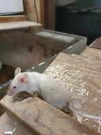 Jonge kleurmuizen 1.50 per stuk, Dieren en Toebehoren, Knaagdieren, Augustus, Meerdere dieren, Muis