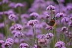 Verbena (IJzerhard) in grote pot, Volle zon, Vaste plant, Zomer, Ophalen