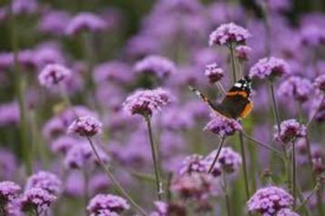 Verbena (IJzerhard) in grote pot beschikbaar voor biedingen