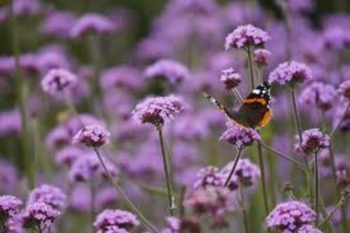 Verbena (IJzerhard) in grote pot, Tuin en Terras, Planten | Tuinplanten, Vaste plant, Overige soorten, Volle zon, Zomer, Ophalen