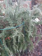 Gratis takjes verse rozemarijn, Ophalen, Nieuw