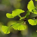 Ginkgo, Ophalen, Volle zon, Overige soorten