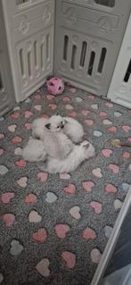 Wij hebben een mooi nestje 5 ragdoll kittens, Dieren en Toebehoren, Katten en Kittens | Raskatten | Korthaar, Meerdere dieren