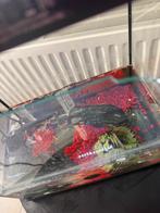 Schildpad, Dieren en Toebehoren, Reptielen en Amfibieën, Schildpad, 0 tot 2 jaar