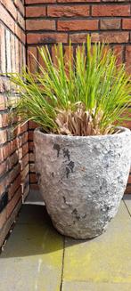 Betonlook pot met Pampasgras, Steen, Rond, Gebruikt, Minder dan 60 cm