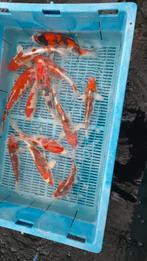 15 koi, Dieren en Toebehoren, Vissen | Vijvervissen, Karper of Koi