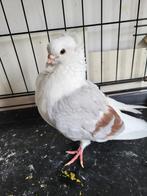 Duitse meeuwen, Dieren en Toebehoren, Meerdere dieren, Overige soorten