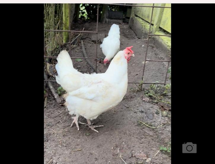 Hennen, Dieren en Toebehoren, Pluimvee, Kip, Vrouwelijk