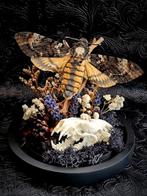 Doodshoofdvlinder,  stolp, taxidermie, Ophalen of Verzenden, Zo goed als nieuw, Insect, Opgezet dier