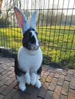 2 Duitse Reus Voedsters van 1 jaar oud, blijven samen!, Dieren en Toebehoren, Konijnen, Vrouwelijk, Groot, 0 tot 2 jaar