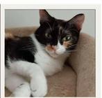 Melina, 21-4-24 gered uit het asiel, Dieren en Toebehoren, Katten en Kittens | Overige Katten, Poes, Kortharig, 0 tot 2 jaar