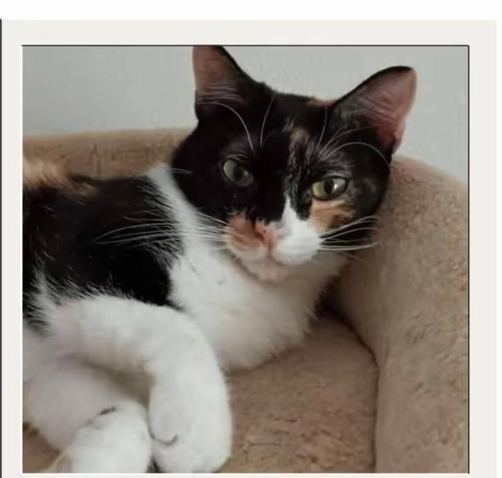 Melina, 21-4-24 gered uit het asiel, Dieren en Toebehoren, Katten en Kittens | Overige Katten, Kortharig, Poes, 0 tot 2 jaar