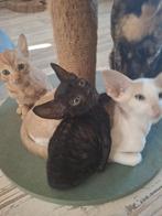 Cornish rex kittens, Dieren en Toebehoren, Meerdere dieren