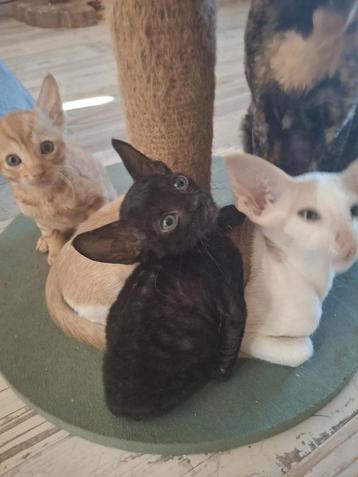 Cornish rex kittens  beschikbaar voor biedingen