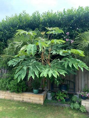 Rijstpapierplant tetrapanax beschikbaar voor biedingen