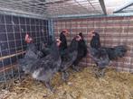 Australorp hanen, Dieren en Toebehoren, Pluimvee, Mannelijk, Kip