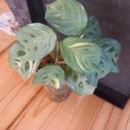 maranta leuconeura fascinator variegata nr 26, Huis en Inrichting, Kamerplanten, Ophalen of Verzenden, Halfschaduw, Minder dan 100 cm