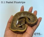 0.1 Pastel Pinstripe NK24, Slang