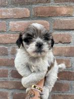Boomer pups, maltezer x shitzu puppys, Dieren en Toebehoren, Honden | Chihuahua's en Gezelschapshonden, Overige rassen, CDV (hondenziekte)