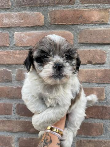 Boomer pups, maltezer x shitzu puppys beschikbaar voor biedingen