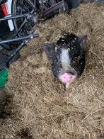 Minie varkens noodkreed gratis, Dieren en Toebehoren, Vrouwelijk, Varken, 3 tot 5 jaar