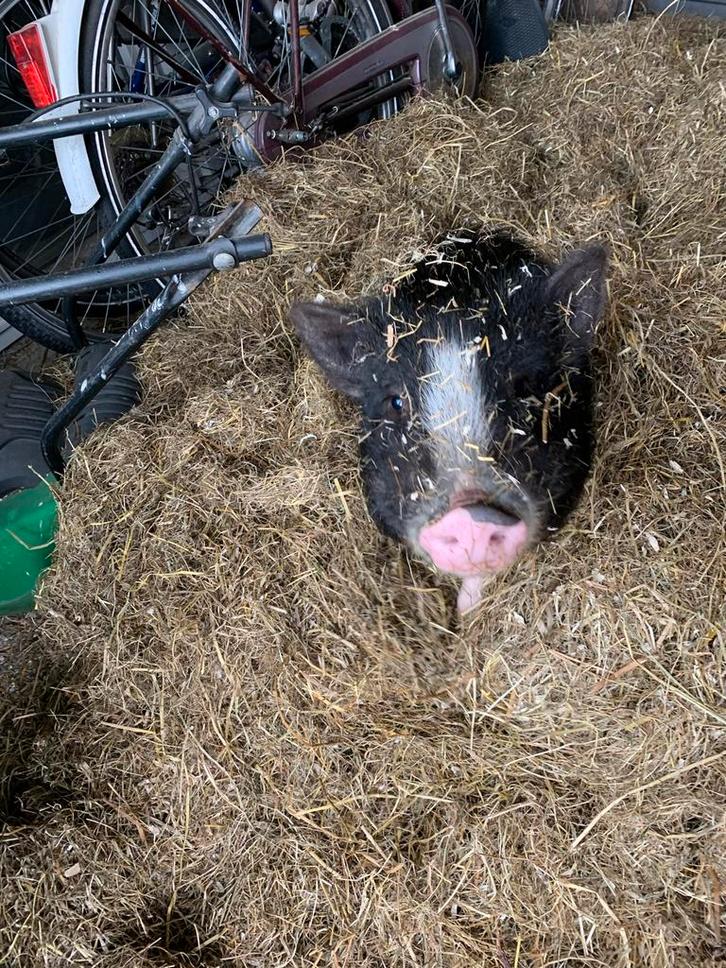 Minie varkens noodkreed gratis, Dieren en Toebehoren, Schapen, Geiten en Varkens, Varken, Vrouwelijk, 3 tot 5 jaar