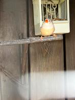 Diverse vogels tekoop, Meerdere dieren, Tropenvogel