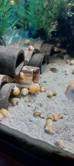 Appelslakken geel, Dieren en Toebehoren, Slak of Weekdier