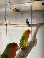 4 koppels agapornis, Dieren en Toebehoren, Meerdere dieren, Dwergpapegaai of Agapornis