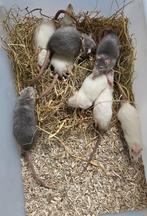 Tamme rittens beschikbaar!, Dieren en Toebehoren, Augustus, Meerdere dieren, Rat