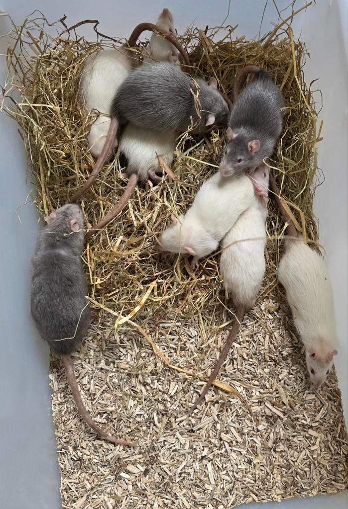 Tamme rittens beschikbaar!, Dieren en Toebehoren, Knaagdieren, Meerdere dieren, Rat, Augustus